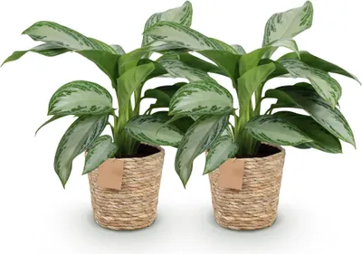 Image de Aglaonema Silver Bay - Deux aglaonemas « à feuilles argentées » faciles