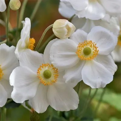 Produktbild von 6 x Anemone hybr. - Anemone hybrida 'Andrea Atkinson' | Topf 9x9 cm
