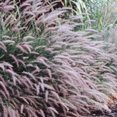 Immagine prodotto di 6 x Lampweed viridescens - Pennisetum viridescens | Vaso 9cm x 9cm