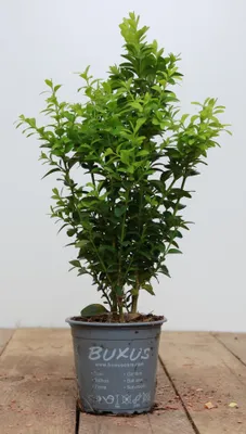 Produktbild von Buxus sempervirens 'Arborescens', Buchsbaum, immergrün, ca. 9 cm Topf