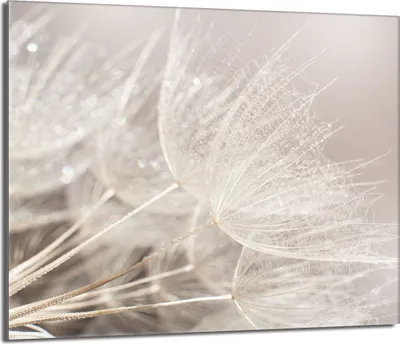 Close-up of dandelion seeds with water droplets.