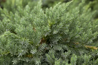 Produktbild von Juniperus squamata 'Blue Carpet', Blauer Teppichwacholder, 15–20 cm