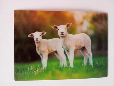 Produktbild von 3 D Ansichtskarte Lämmer, Postkarte Wackelkarte Hologrammkarte, Tier Bauernhoftiere Schaf Schäfchen