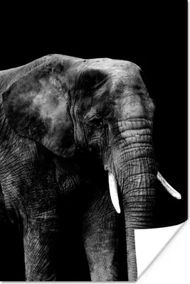Produktbild von MuchoWow® Poster Elefant auf schwarzem Hintergrund - schwarz und weiß 80x120 cm - Papierdruck