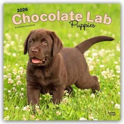 Produktbild von Chocolate Labrador Retriever Puppies - Braune Labrador Retriever Welpen 2026 - 16-Monatskalender