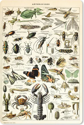 Produktbild von MuchoWow® Mauspad Mousepad Tiere - Adolphe Millot - Vintage - Insekten - Kunst 18x27 cm - Mousepads - Maus Mat - Pad - Mausunterlage