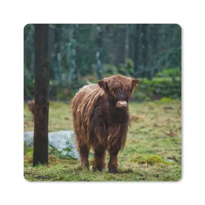 Produktbild von MuchoWow® Mauspad Mousepad Schottischer Hochländer - Wald - Moos 20x20 cm - Mousepads - Maus Mat - Pad - Mausunterlage - Desk Mat - Bureauartikeln