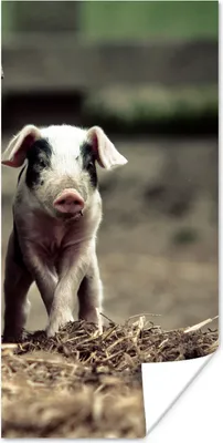 Produktbild von MuchoWow® Poster Schwein - Stall - Baby 60x120 cm - Wandschmuck
