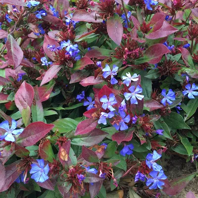 Obrázok produktu pre 6 x čínske plumbago - Ceratostigma plumbaginoides | kvetináč 9cm x 9cm