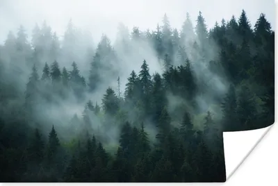 Produktbild von MuchoWow® Poster Nebel - Bäume - Wald 120x80 cm - Bilder