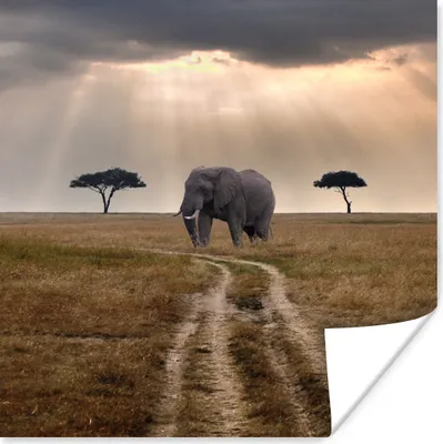 Produktbild von MuchoWow® Poster Sonnenschein auf einem Elefanten in einem Naturschutzgebiet 100x100 cm - Babyzimmer