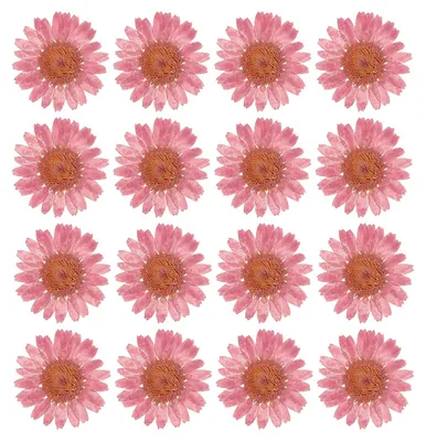 48 getrocknete Gänseblümchen, rosa, 2,5–3,5 cm, für DIY-Basteln