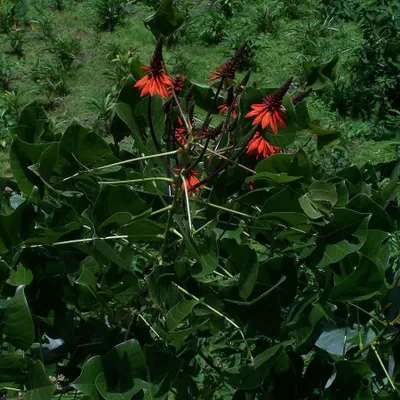 Produktbild von Korallenstrauch (Erythrina arborescens)  - 5 Samen