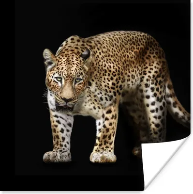 Produktbild von MuchoWow® Poster Leopard - Fell - Wild 100x100 cm - Babyzimmer