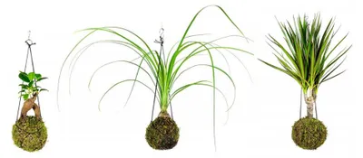Produktbild von Gardners Set für Baby-Kokedama (klein)
