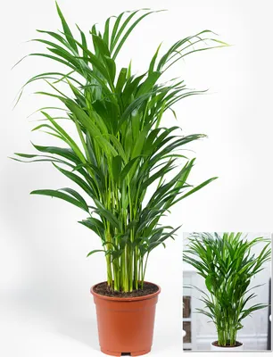 Produktbild von BALDUR Garten 1x Areca Palme ca. 60-70 cm hoch, Pflanze im 17 cm-Topf, pflegeleichte Zimmerpflanze, Zimmerpalme, Goldfruchtpalme, mehrjährig - frostfrei halten, ideal für Wohnung & Büro