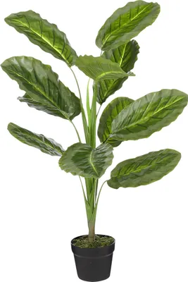 Produktbild von Mica Kunstpflanze Calathea im Topf grün 90 x 60 cm