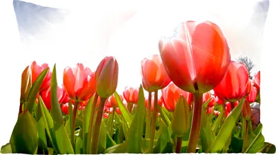 Produktbild von MuchoWow® Zierkissen Sofakissen Wohnzimmer Dekokissen 60x40 cm Blumen - Tulpen - Sonne - Kopfkissen - Polster mit Foto