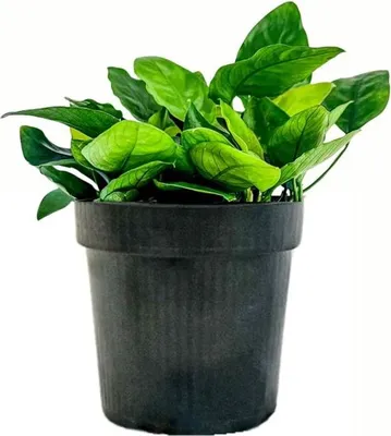 Produktbild von Mutterpflanze Aquariumpflanze Anubias barteri nana Nr.301 XL Pflanzen AquaOne