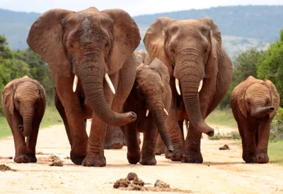 Produktbild von Fototapete Vlies 22617 African Elephant Herd 10-tlg. 500 x 280 cm