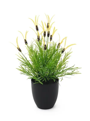 Produktbild von EUROPALMS Federlattich, künstlich, 40cm (82505639)