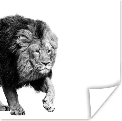 Produktbild von MuchoWow® Poster Löwe - Tiere - Schwarz - Weiß 100x100 cm - Babyzimmer