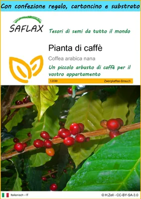 Immagine prodotto di SAFLAX Set regalo - Pianta di caffè - 8 semi - Coffea