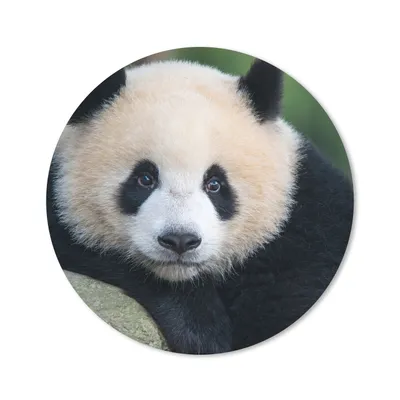 Produktbild von MuchoWow® Mauspad Mousepad Panda - Wildtiere - Porträt - Stein 30x30 cm - Mousepads - Maus Mat - Pad - Mausunterlage - Tischunterlage - Schreibtischmatten