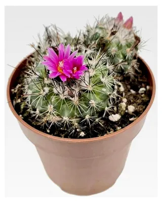 Produktbild von Turbinicarpus saueri ssp. nelissae - Kaktus im Ø 9 cm Topf - pflegeleichte Zimmerpflanze