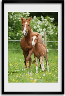Produktbild von Bild - Bilderrahmen - 40 cm x 60 cm - MDF - Rahmen - Wandkunst - Stute und Fohlen