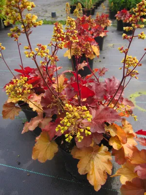 Produktbild von Heuchera micrantha Blondie - Purpurglöckchen Blondie - Blattschmuckpflanze