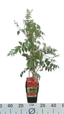 Obrázek produktu pro Campsis radicans - Trubkovitý květ 50-60 cm | Hrnec