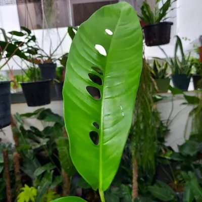 Zdjęcie produktu dla Rhaphidophora (Rhaphidophora megasperma)  – 2 wykiełkowane nasiona