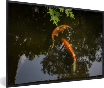 Produktbild von MuchoWow® Gerahmtes Poster Zwei Koi-Karpfen um einen Teich 60x40 cm - Poster mit Schwarzem Bilderrahmen Wandposter Rahmen Foto Bilder - Printing - Wanddeko Schlafzimmer