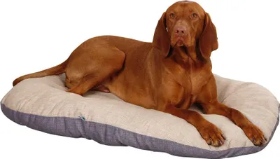 Produktbild von Kerbl Hunde Liegekissen Loneta LxBxH 72/52/8 cm, Hundebett Beige/Grau 80355