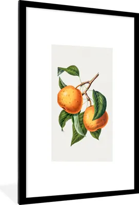 Produktbild von MuchoWow® Gerahmtes Poster Früchte - Blätter - Lebensmittel 60x90 cm - Poster mit Schwarzem Bilderrahmen Wandposter Rahmen Foto Bilder - Dekoration - Wandposter Wohnzimmer - Hochwertig