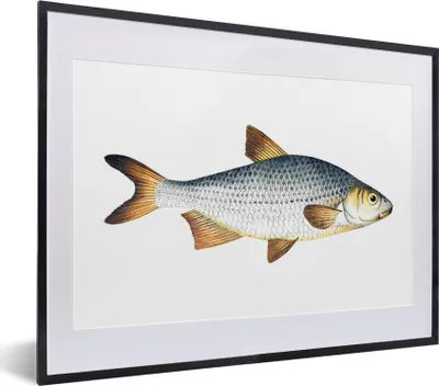 Produktbild von MuchoWow® MuchoWow® Gerahmtes Poster Fisch - Karpfen - Silber 40x30 cm - Poster mit zchwarzem Bilderrahmen - Bilderrahmen - Poster im Rahmen