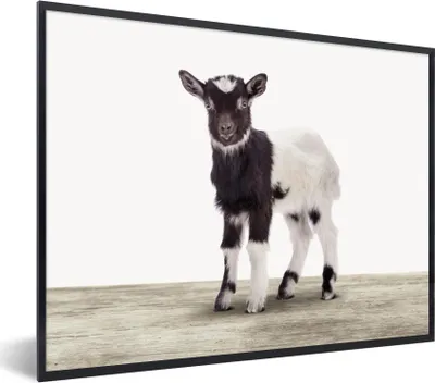 Produktbild von MuchoWow® Gerahmtes Poster Ziege - Tiere - Kinder - Jungen - Mädchen 80x60 cm - Poster mit Schwarzem Bilderrahmen Wandposter Rahmen Foto Bilder - Schwarzem - Mit Gestell