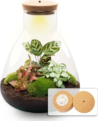 Produktbild von Flaschengarten Sam Calathea mit LED – DIY Bausatz Terrarium – ↕30cm – Do-It-Yourself Pflanzen-Set – Autarkes Mini-Ökosystem – Inkl. Calathea, Fittonia & Moos – Für Zuhause & Büro