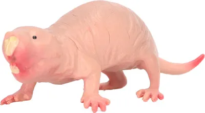 Produktbild von Kunststoff-Maulwurf-Figur, Spielzeug-Simulation, statisches Vollkern-Nacktmodell für Kinder, Sandtisch-Ornamente