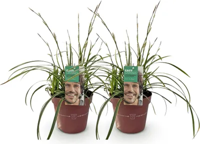 Produktbild von GreenboutiQ - Ziergräser - Carex morrowii Ice Dance - Weiß & Grün - 2 Pflanzen - Immergrün - Wenig Pflege - Topf 17cm Höhe 50cm