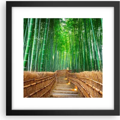Produktbild von Gerahmtes Poster - Schwarzer Rahmen - Bambus Pflanze - 30x30 cm - Wand Bild - Wanddeko - Wandbilder - Kunstposter - Wandposter - Bilderrahmen - Bilder - Kunstdruck - Wandbild - P2BAC30x30-3979