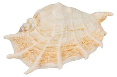 Produktbild von Lambis truncata 20-30 cm Riesenspinnenmuschel Flügelschnecke Schneckenhaus Deko
