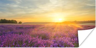 Produktbild von MuchoWow® Poster Lavendel - Sonnenuntergang - Bäume - Lila 40x20 cm - Poster für die Wand - Poster Schlafzimmer