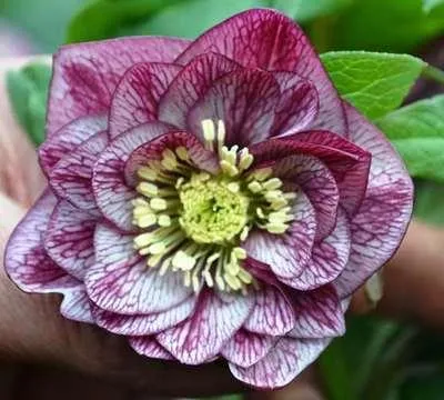 Image de 6 x Helleborus or. 'Double Ellen Picotee' - Rose naine - pot 9 x 9 cm