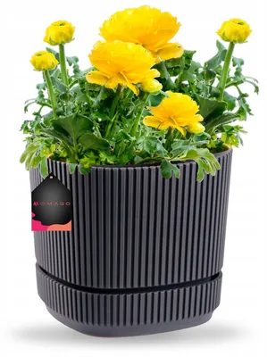 Image de OMAGO Pot Moderne avec Soucoupe Anthracite Balcon