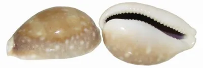 Produktbild von Aquarium Deko, Muschel Cyprea Natürliche 3 cm, 1 Stück