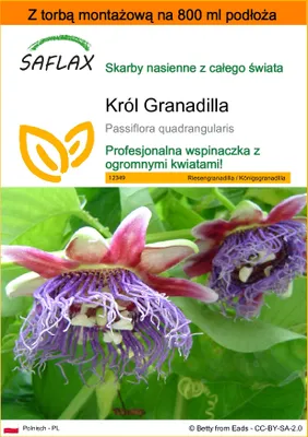 Zdjęcie produktu dla SAFLAX - Garden in the bag - Król Granadilla - 12 Nasiona - Z podłożem uprawowym w praktycznej, samorozkładającej się torbie - Passiflora quadrangularis