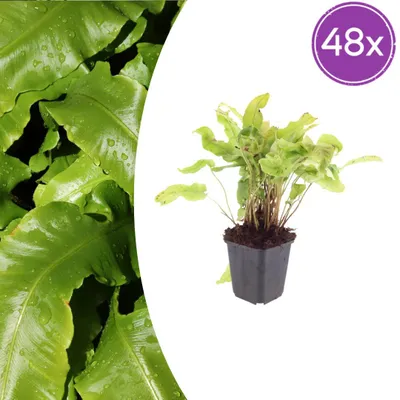 Zdjęcie produktu dla Asplenium scolopendrium | 48 sztuk - 10-25cm - Ø9cm - Roślina ogrodowa