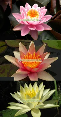 Produktbild von Seerosen-Set rosa / orange / gelb 3 Stück winterhart - Rhizom, Teichpflanze